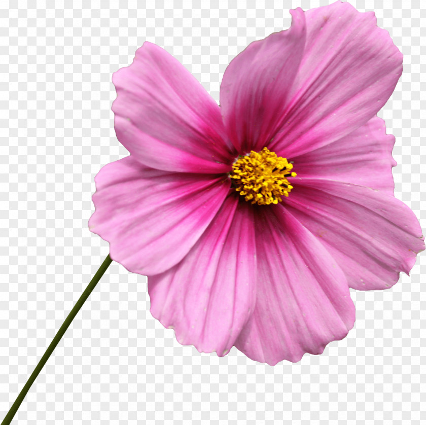Free Download Flower Common Daisy Transvaal PNG