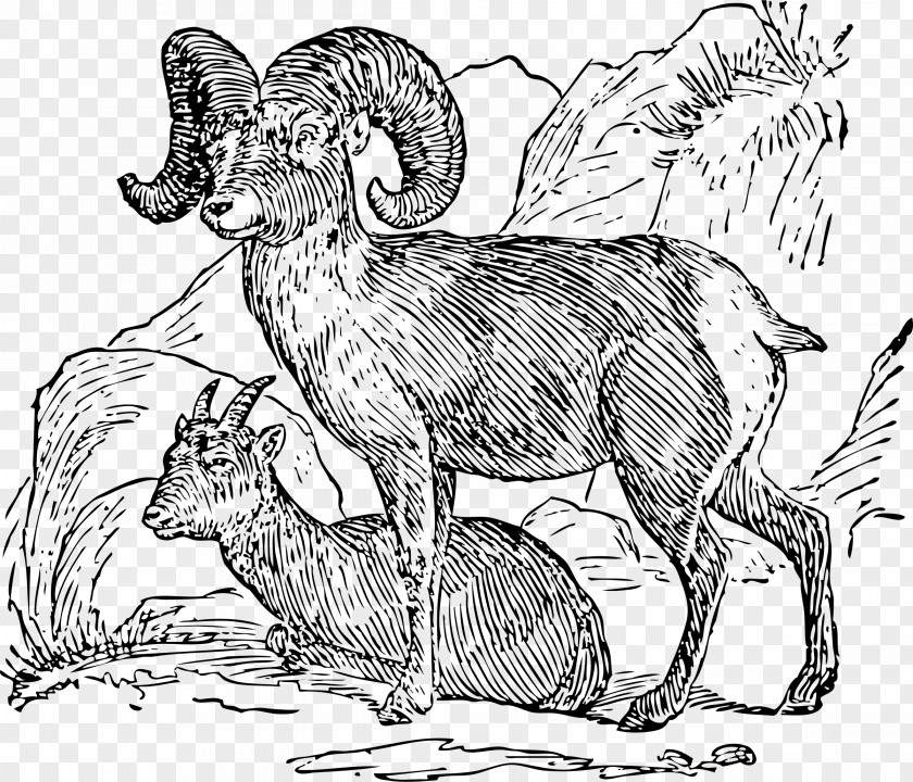 Sheep Desert Bighorn River Clip Art PNG