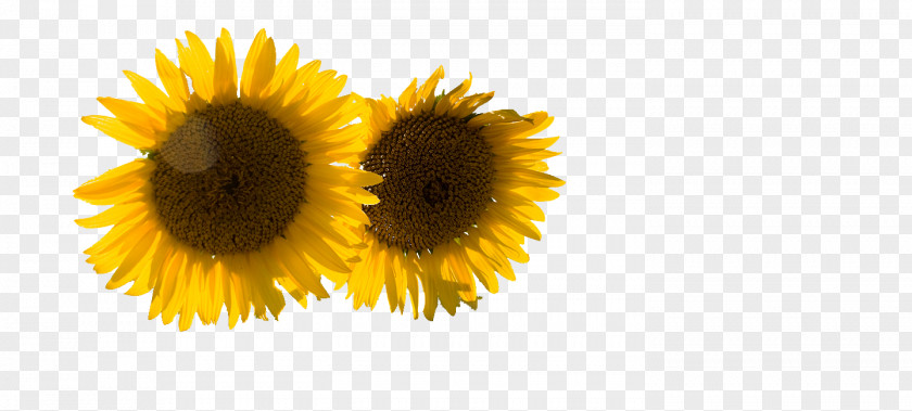 Sunflowers Business Sharing Economy Sunflower Seed Management Common PNG