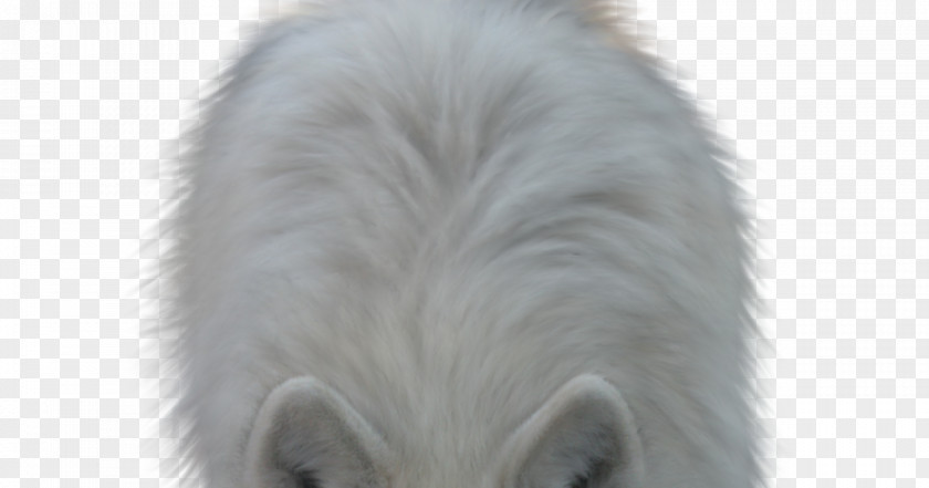 To The Extreme Close-up Blog Snout Animal PNG