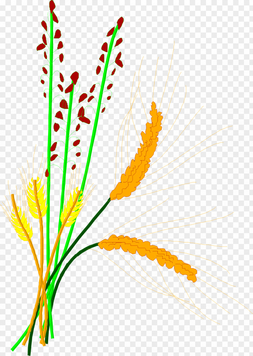 Barley Rice Paddy Grain Cereal Clip Art PNG