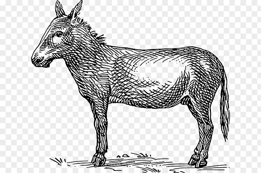 Donkey Mule Clip Art PNG