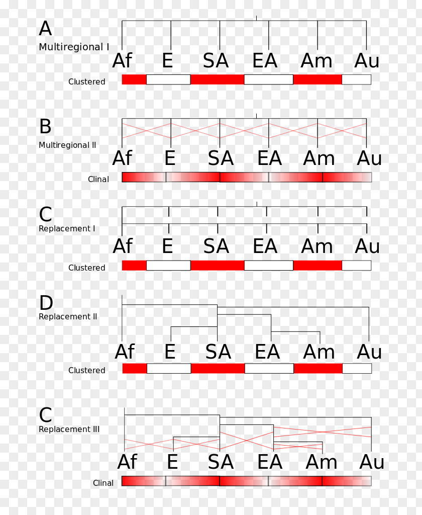 Human Evolution Homo Sapiens Wikipedia Poster PNG