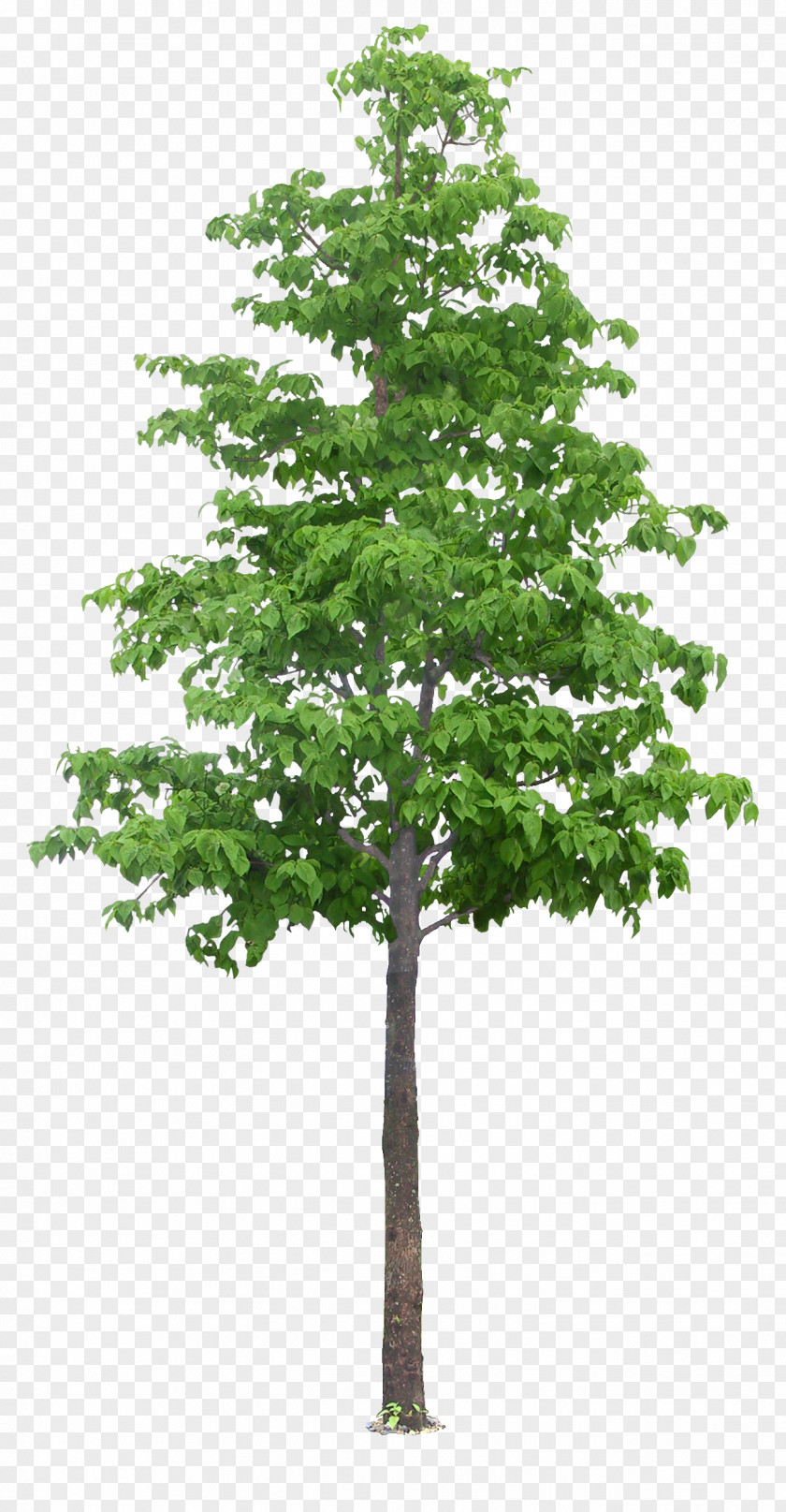 Luxuriant Trees Tree Vetri Maalai Matrimony PNG