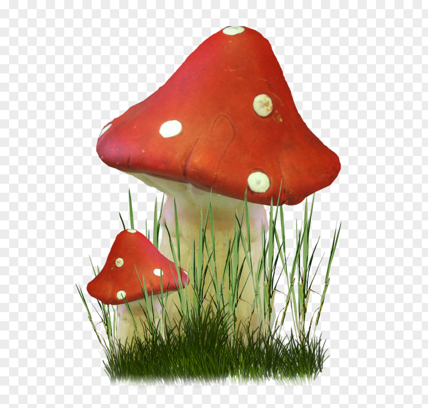 Mushroom Fungus Herbaceous Plant Clip Art PNG