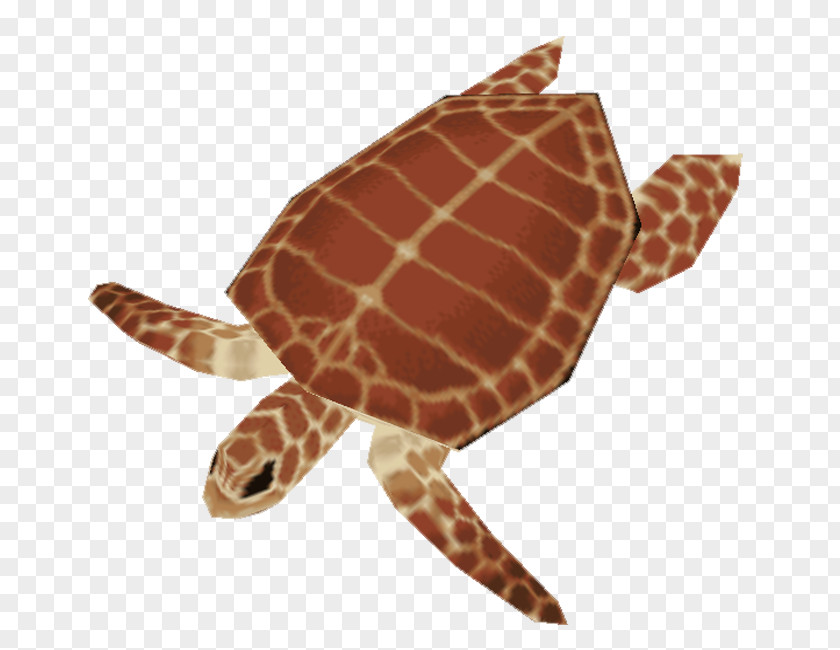 Turtle Loggerhead Sea Reptile Animal PNG