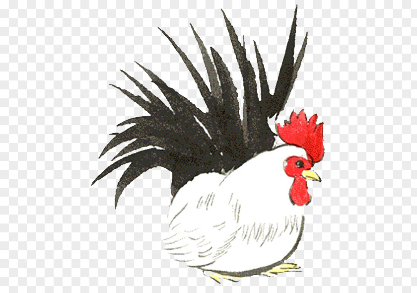 White Cock Rooster Chicken Illustration PNG