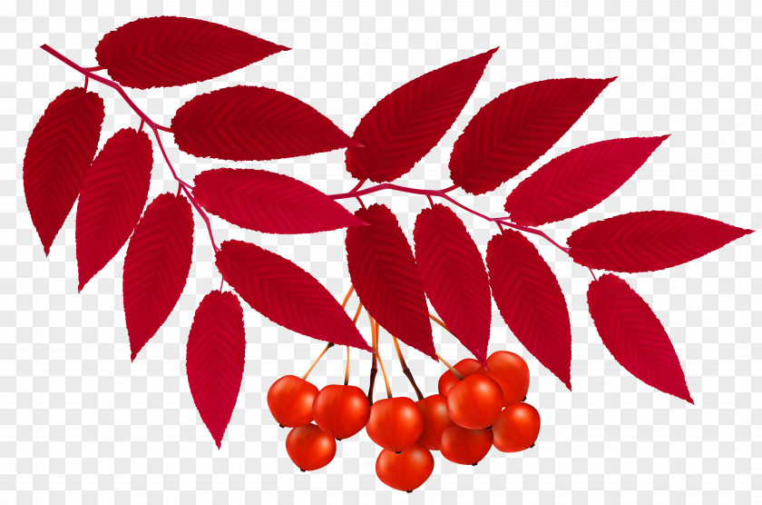 Autumn Red Leaves Decoration Clipart Image Leaf Color Clip Art PNG