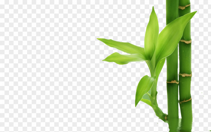 Bamboo Textile Plant Stem Bamboe PNG
