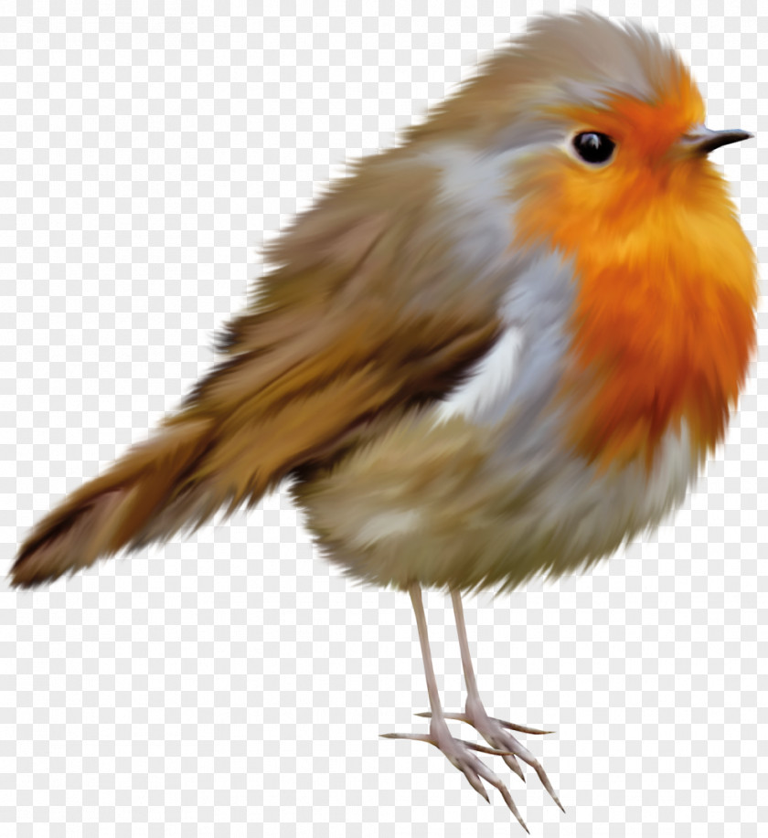 Birds European Robin Bird American Clip Art PNG