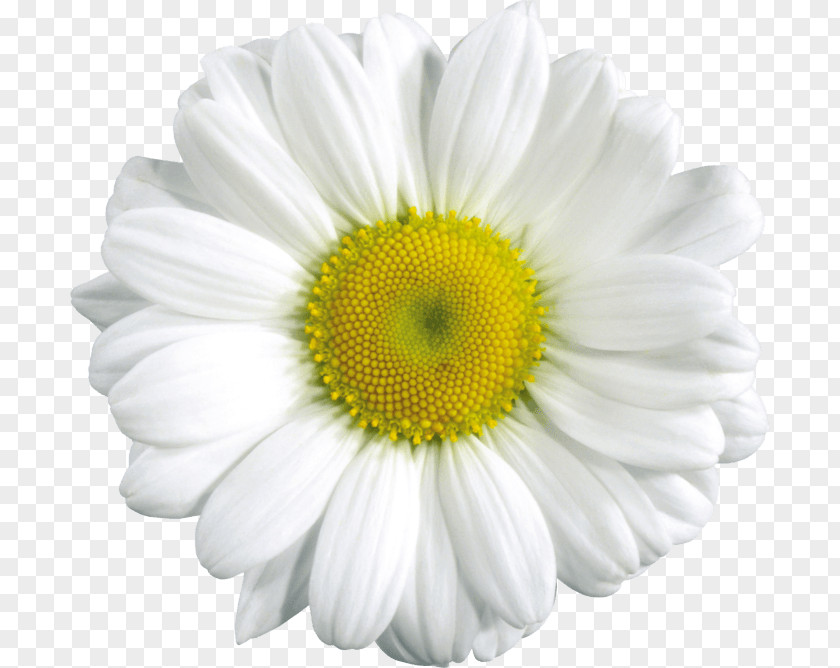 Camomile Image Daisy Duck Donna Common PNG