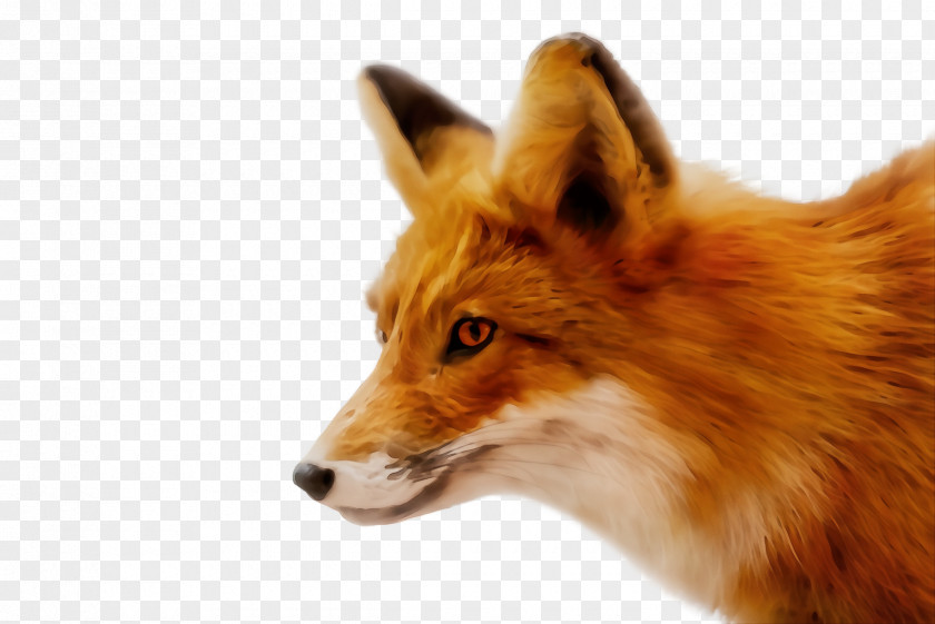 Dog Snout Red Fox Dhole Wildlife PNG