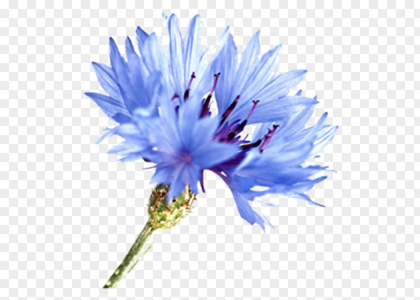 Herbaceous Plant Jasione Blue Watercolor Flowers PNG