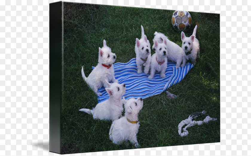 Puppy Dog Breed West Highland White Terrier Gallery Wrap PNG