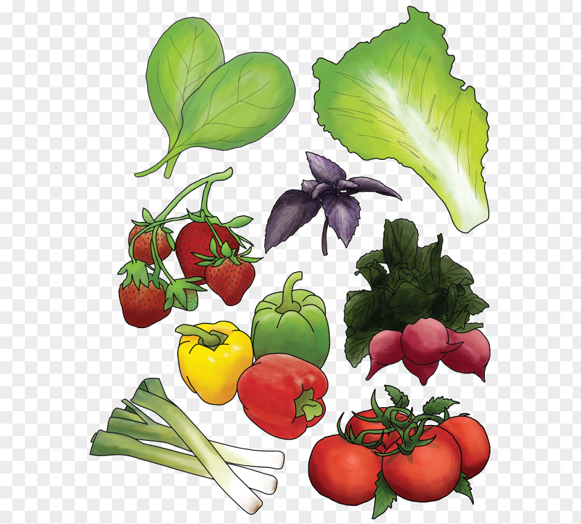 Vegetable Organic Food Vegetarian Cuisine Produce Farm PNG