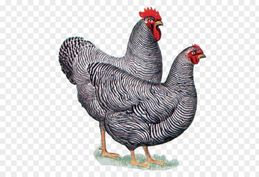 Vintage Wedding Plymouth Rock Chicken Dominique Ameraucana Brahma Leghorn PNG