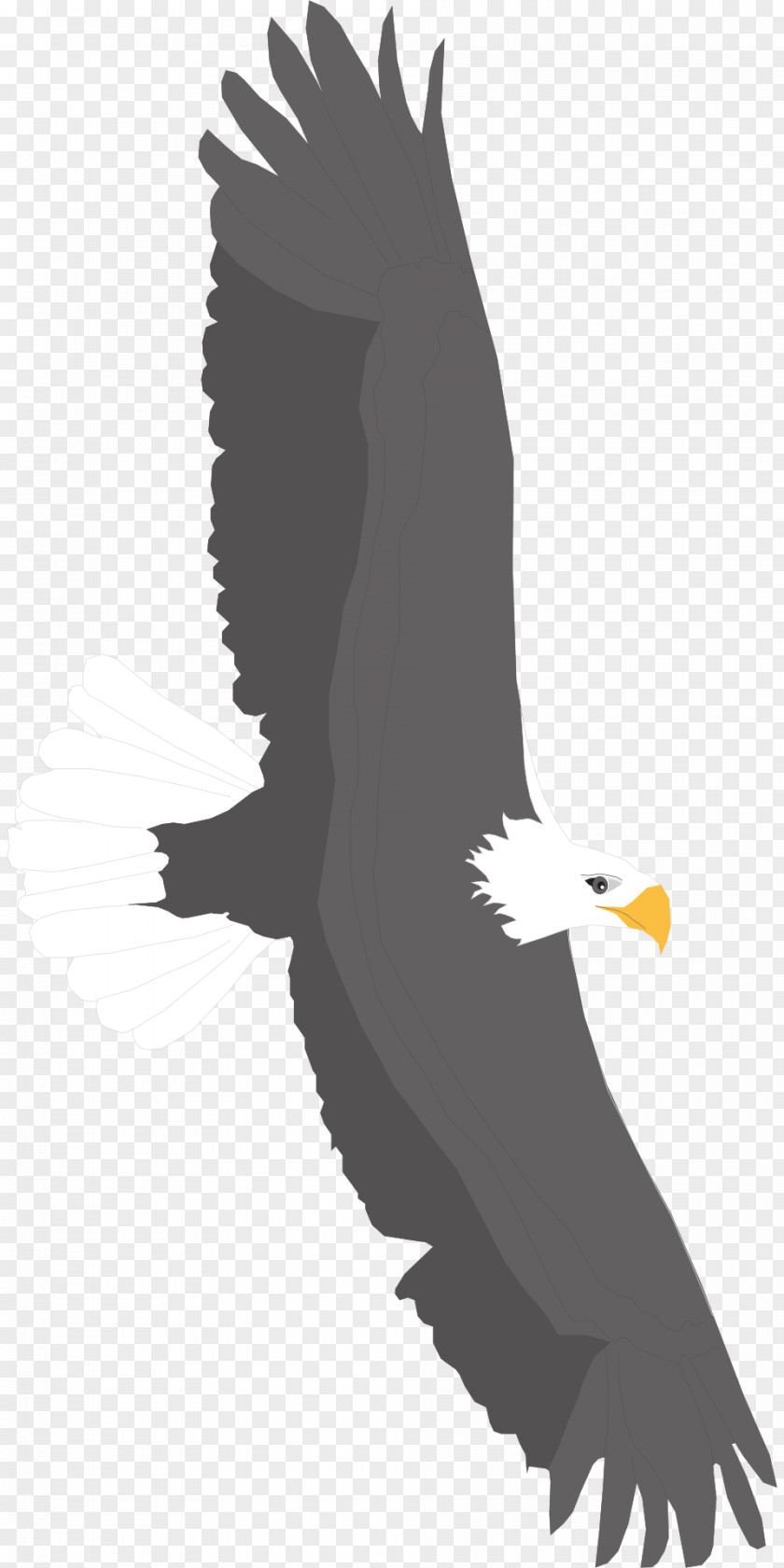 American Eagle Bald Bird Golden Clip Art PNG