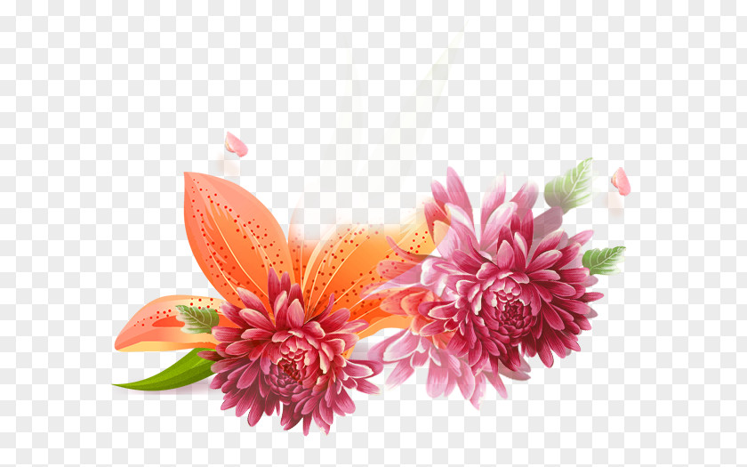 Beautiful Flower Chrysanthemum Adobe Illustrator Clip Art PNG
