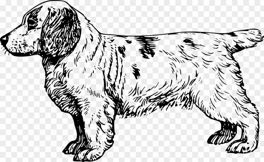 Dog Draw Clumber Spaniel English Cocker Brittany King Charles PNG