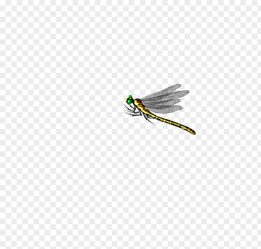 Dragonfly Insect Computer File PNG