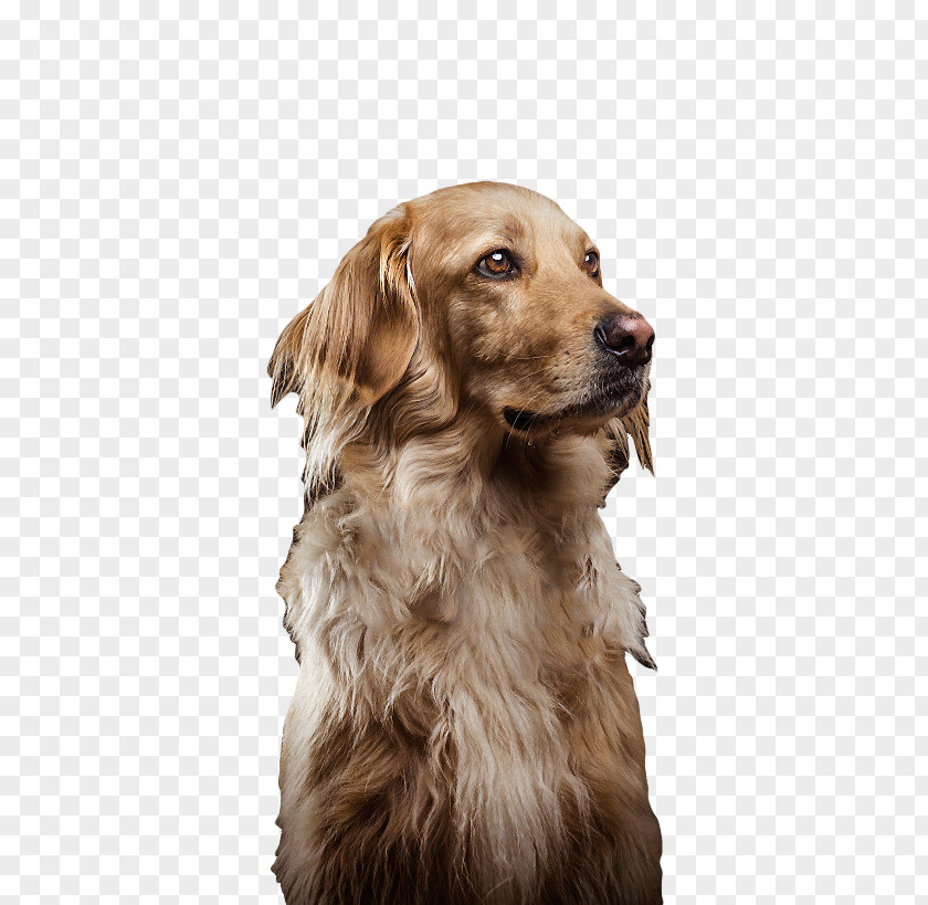 Free Cute Dog Pull Material Golden Retriever Nova Scotia Duck Tolling Puppy Breed Companion PNG