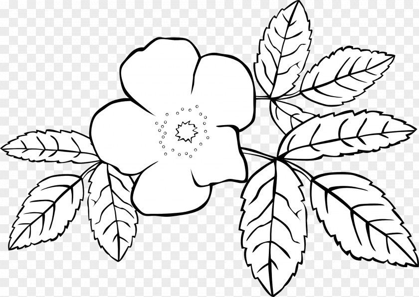 Rose Outline Coloring Book Flower Jasminum Grandiflorum Officinale PNG