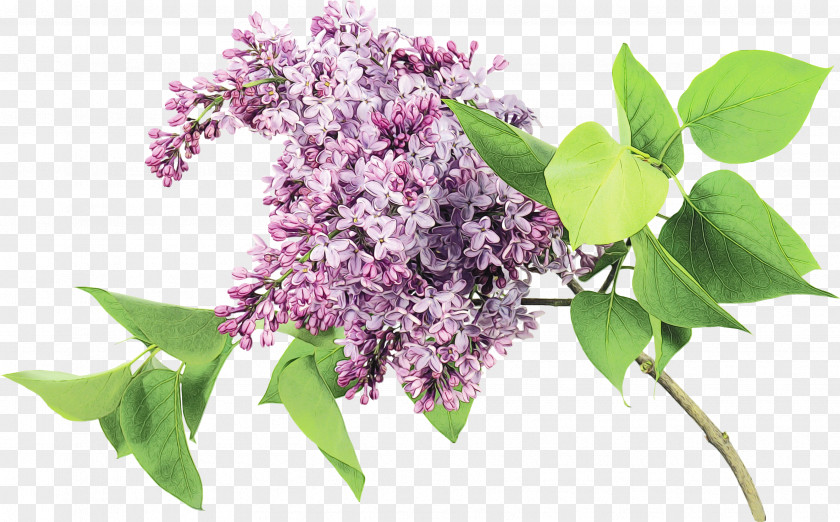 Buddleia Branch Flower Lilac Plant Purple PNG