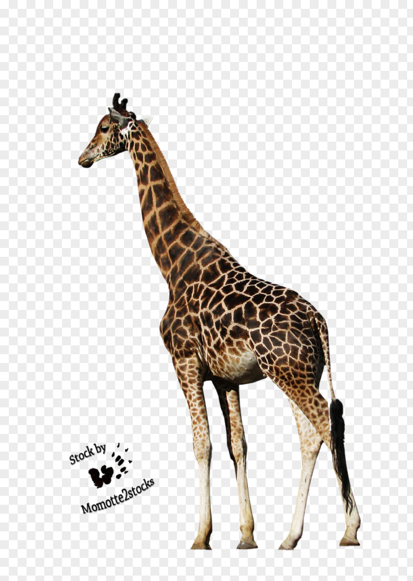 Giraffe Northern Animal Clip Art PNG