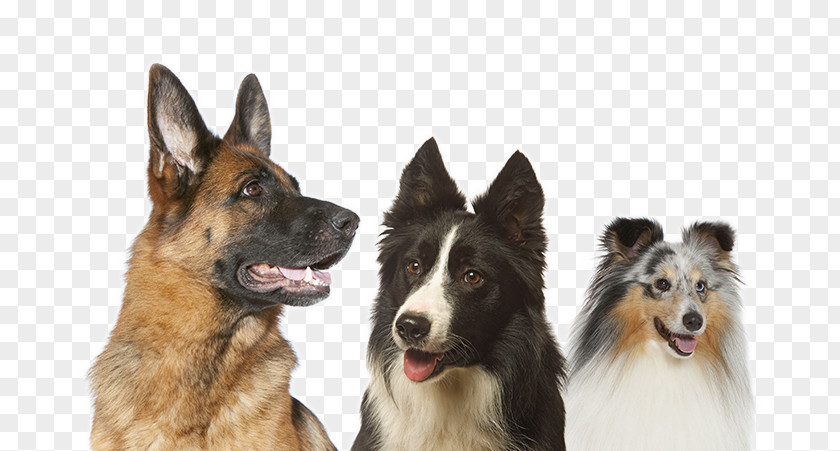 Group Of Dogs Dog Breed Shiloh Shepherd King German Icelandic Sheepdog PNG