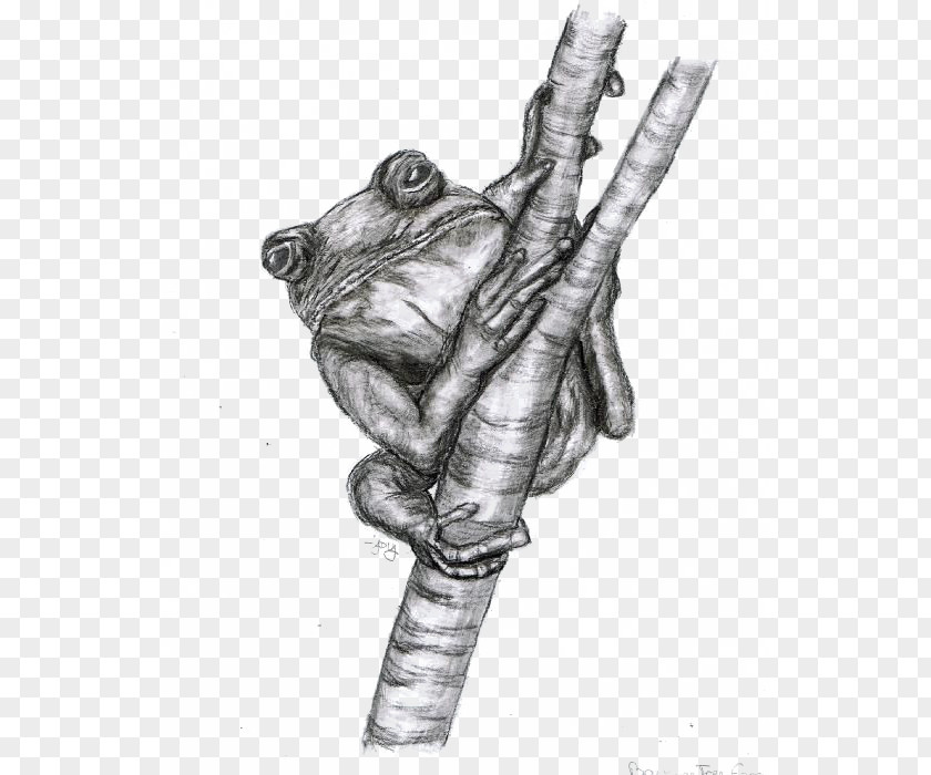 Sketch Frog Black And White Drawing Toad PNG