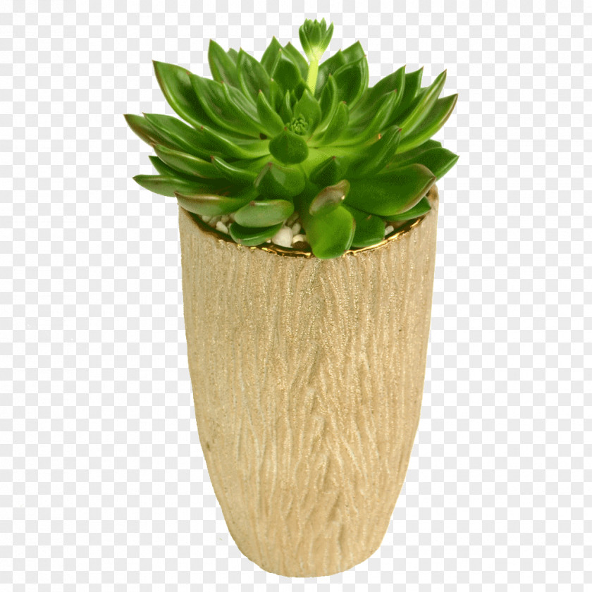 Succulent Flowerpot Vase Plant PNG