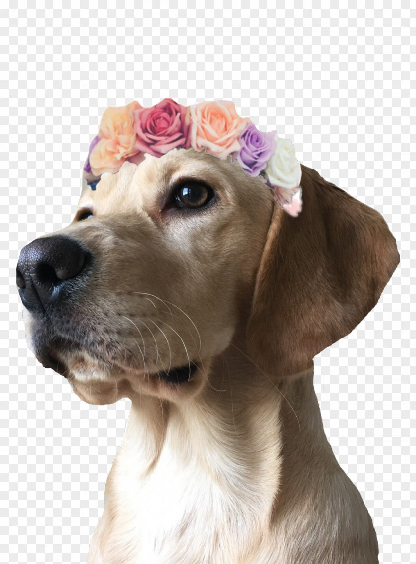 Weimaraner Fawn Golden Retriever Background PNG