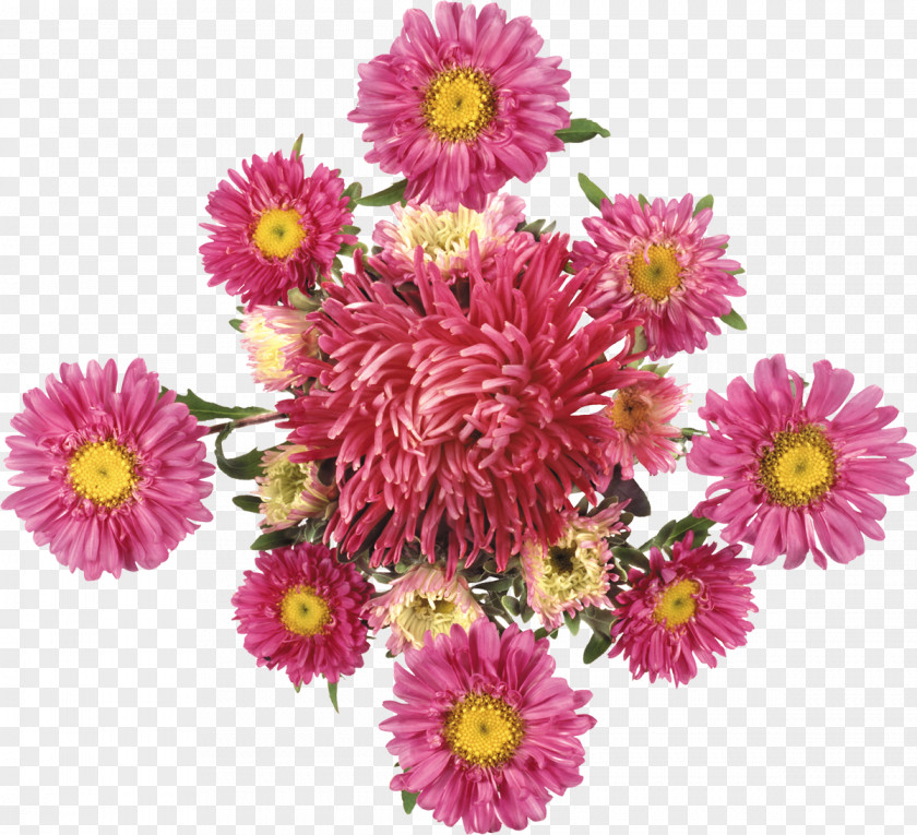 Chrysanthemum Cut Flowers PNG