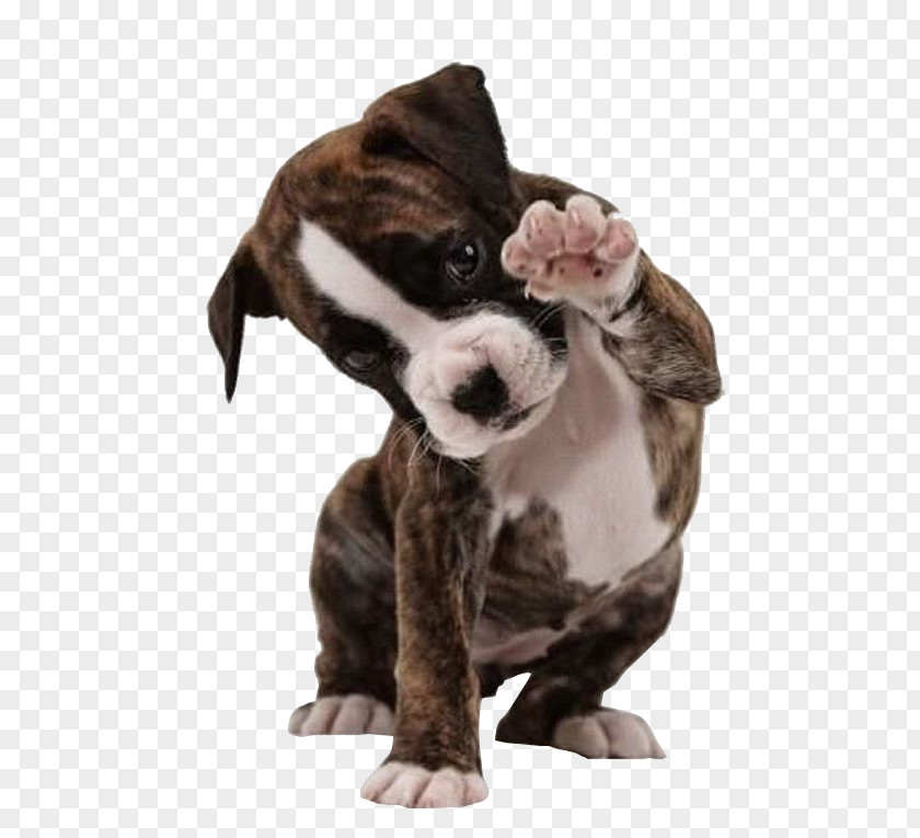 Hello Puppy American Bulldog Boxer Bully Pit Bull Terrier PNG