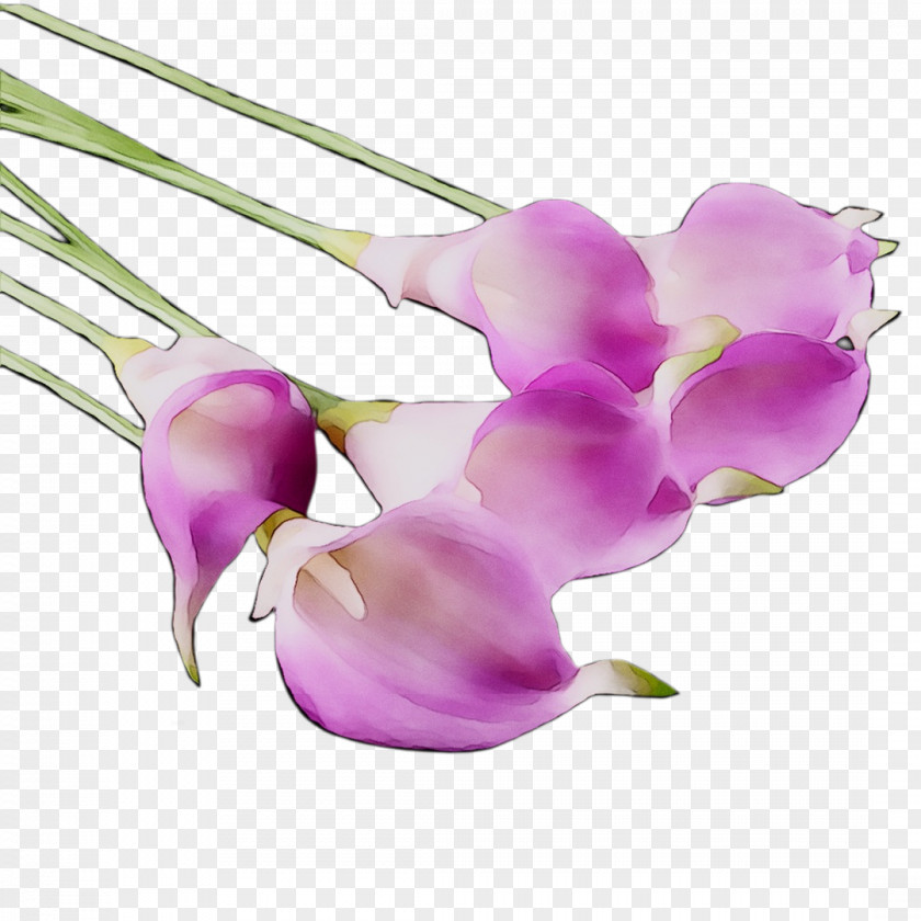 Moth Orchids Cut Flowers Plant Stem Purple PNG