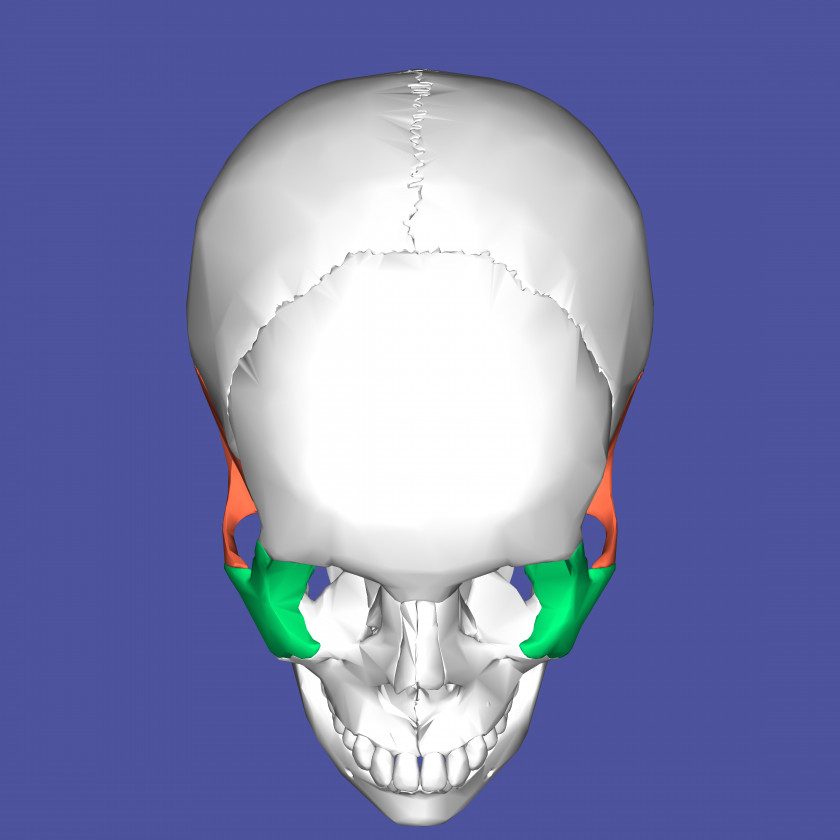 Nose Jaw Mouth Skull PNG
