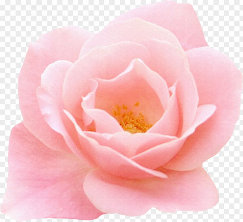 Pink Rose Flower Garden Roses Centifolia PNG