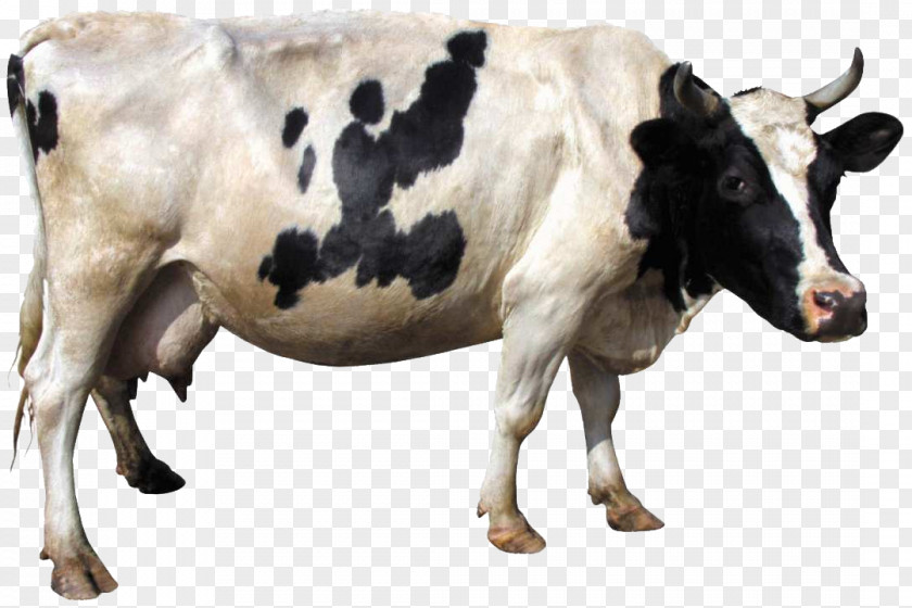 ANIMAl Holstein Friesian Cattle Gyr Dairy Clip Art PNG
