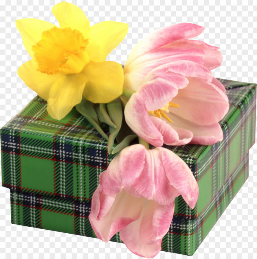 Box Daffodil Gift Tulip PNG