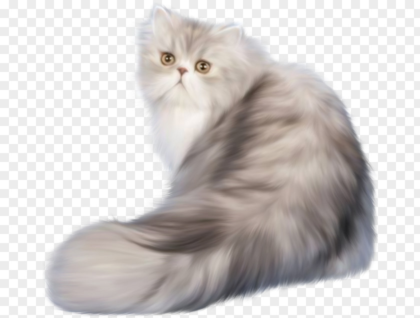 Ferret Persian Cat Kitten Clip Art PNG