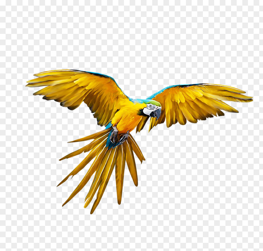 Flying Parrot Bird Budgerigar Flight PNG
