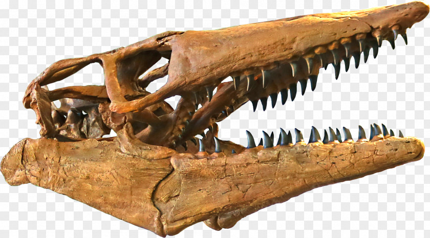 Skull Tylosaurus Triceratops Western Interior Seaway Jurassic Park III: Builder Late Cretaceous PNG