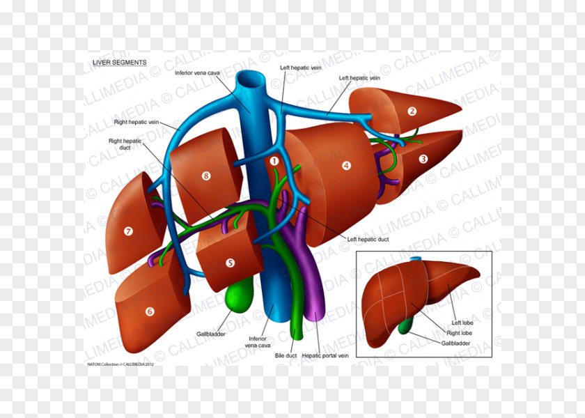 Anatomi Liver Segment Anatomy Portal Vein Hepatic Veins PNG