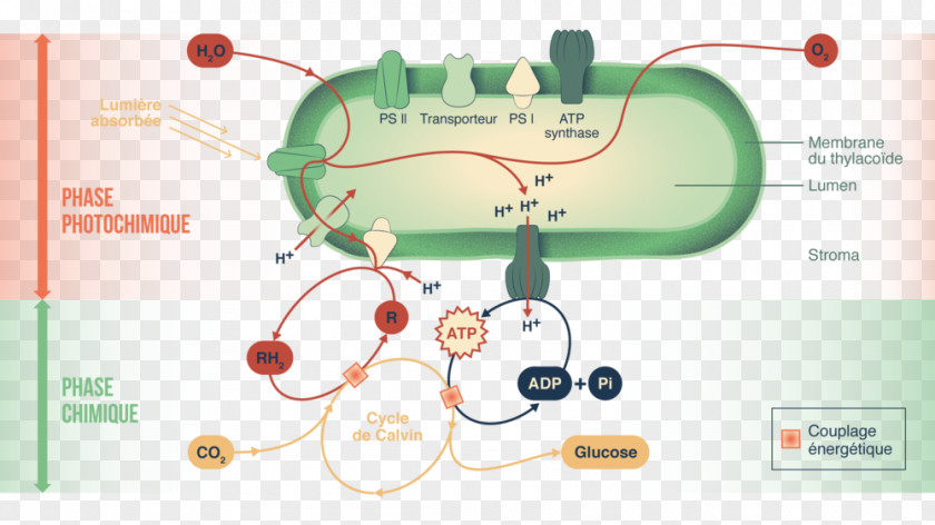 Calvin Cycle Phases Photosynthesis Thylakoid Photochemistry Sciences De La Vie Et Terre PNG