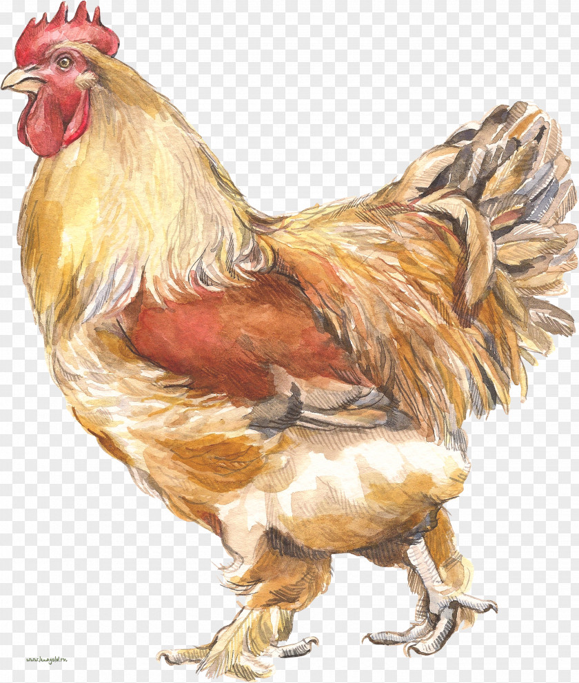 Chicken Designing Projects Rooster Poultry Wine Drawing PNG