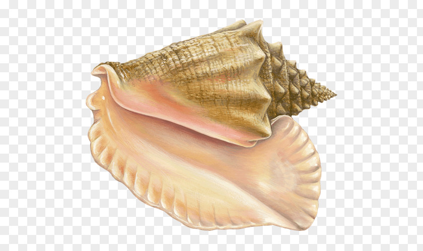 Conch Monterey Bay Aquarium Clam Ankimo Mussel Oyster PNG