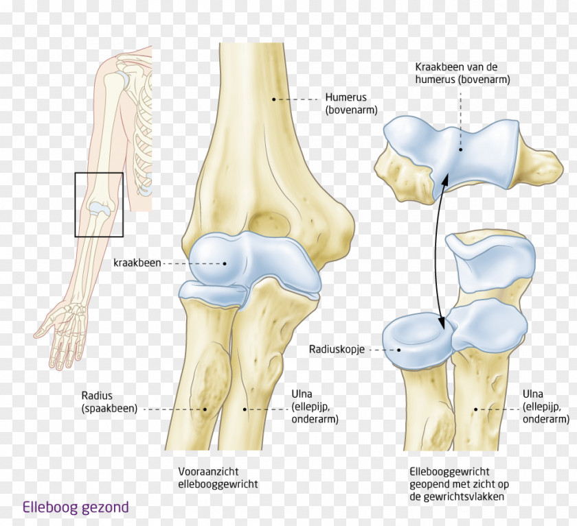 Design Shoulder Hip Knee Elbow PNG