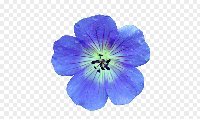 Flower Crane's-bill Blue Best Geraniums Nature PNG