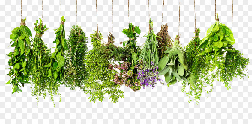Herbs HD Herb Spice Rosemary Thyme Ingredient PNG