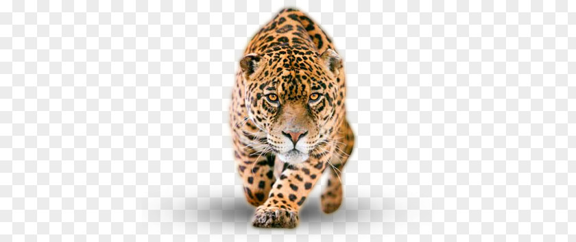 Jaguar PNG clipart PNG